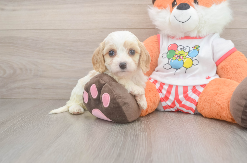 5 week old Cavapoo Puppy For Sale - Seaside Pups
