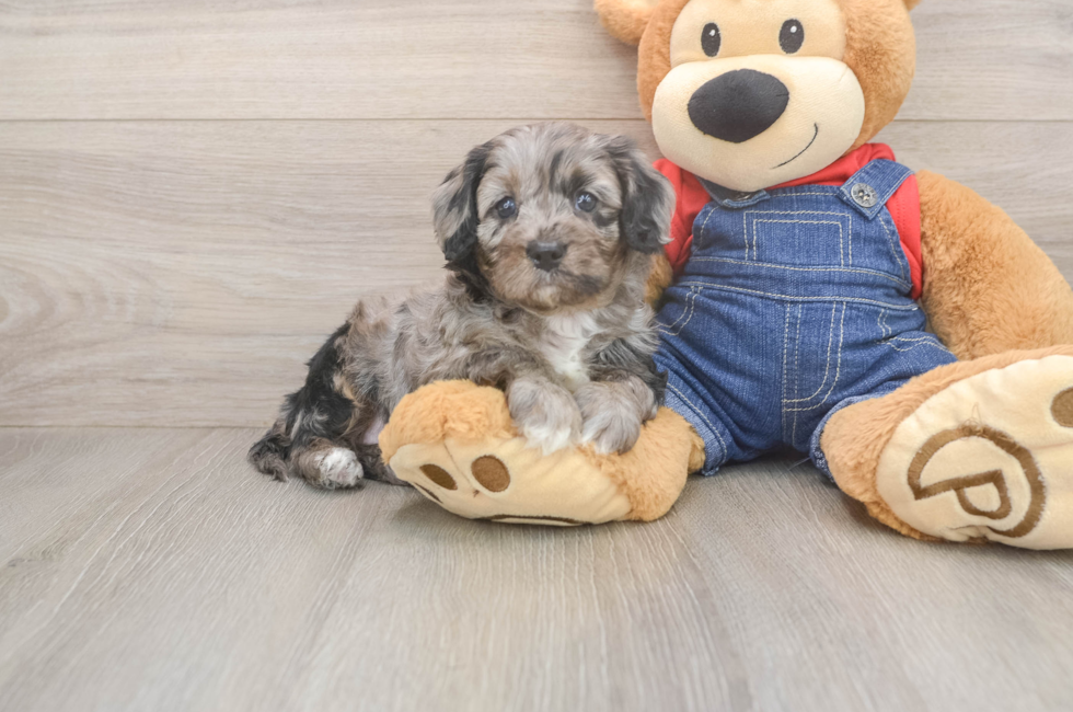 5 week old Cavapoo Puppy For Sale - Seaside Pups
