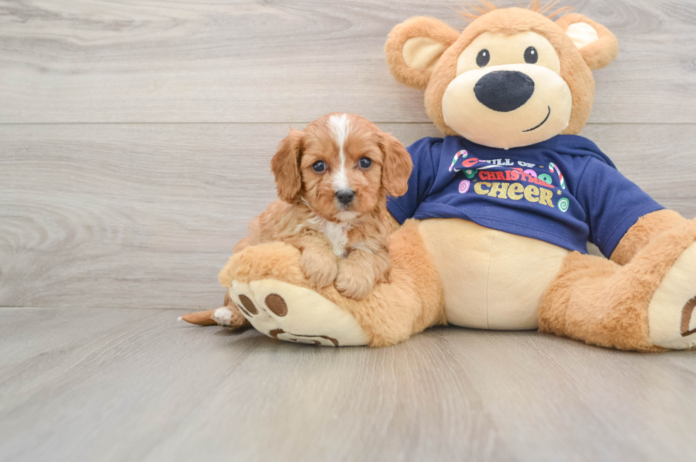 5 week old Cavapoo Puppy For Sale - Seaside Pups