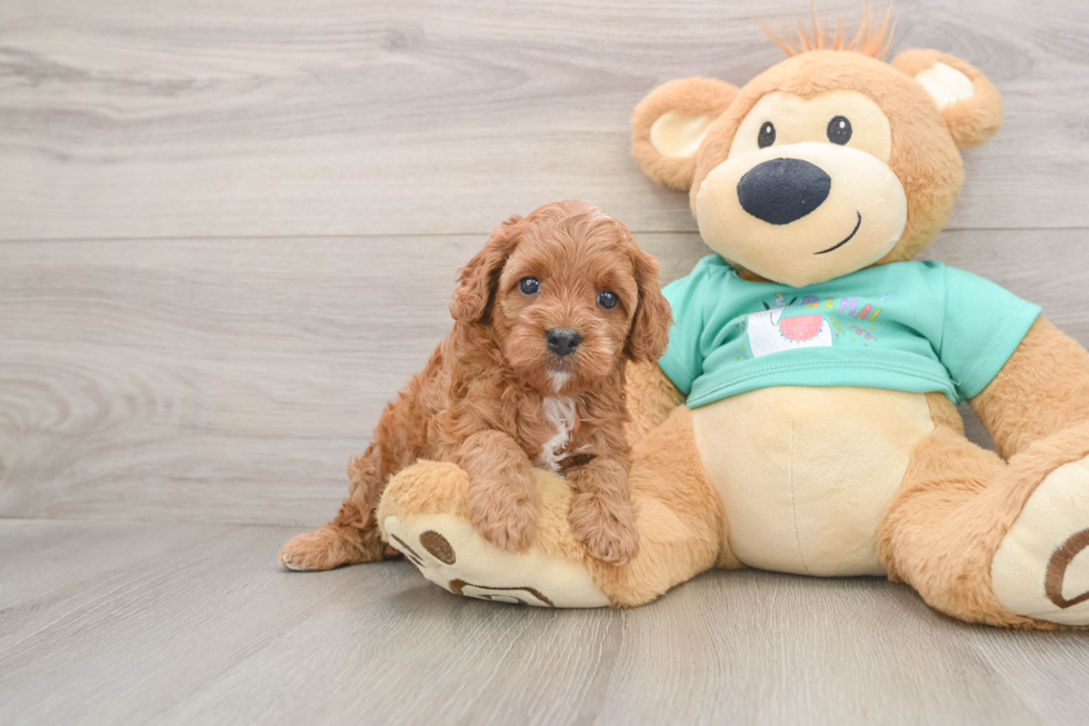 Little Cavipoo Poodle Mix Puppy