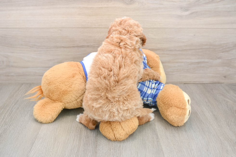 Cavapoo Puppy for Adoption