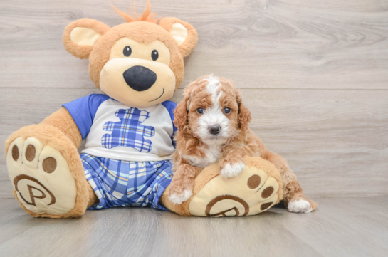 Little Cavipoo Poodle Mix Puppy