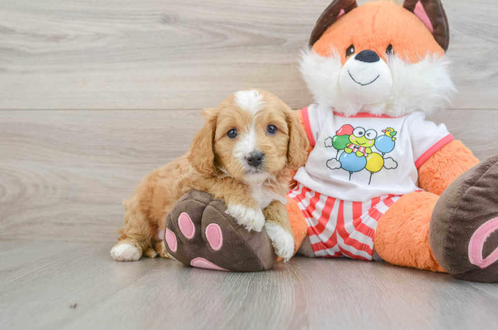8 week old Cavapoo Puppy For Sale - Seaside Pups