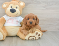 7 week old Cavapoo Puppy For Sale - Seaside Pups