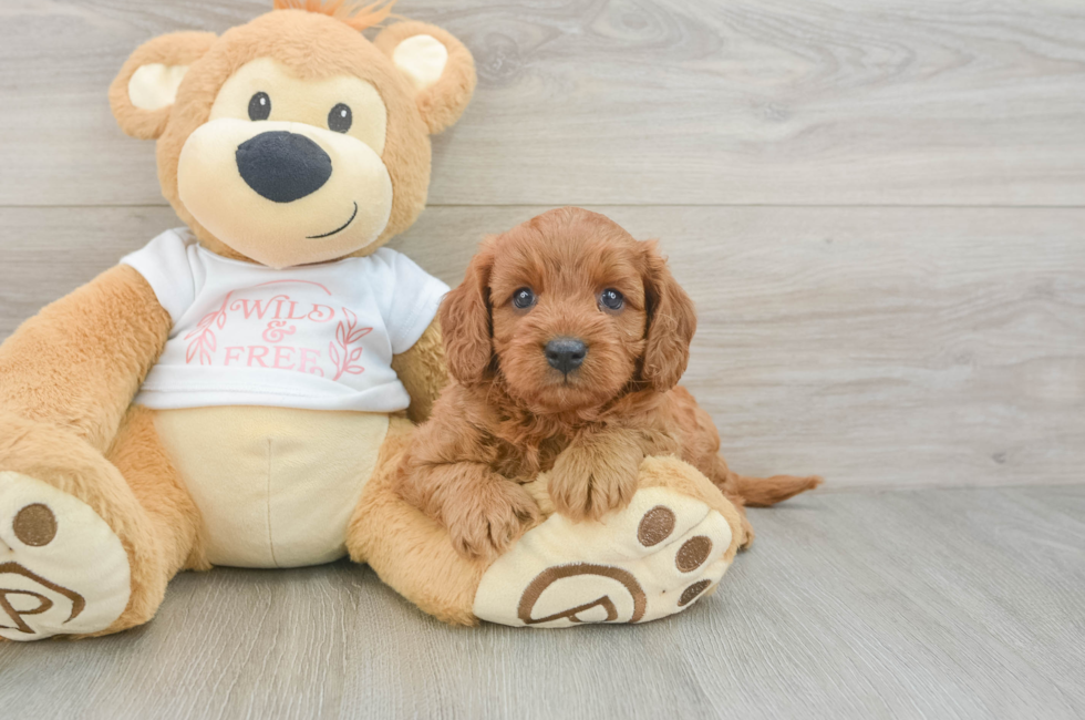 5 week old Cavapoo Puppy For Sale - Seaside Pups