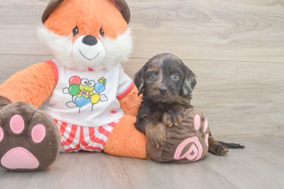 5 week old Cavapoo Puppy For Sale - Seaside Pups