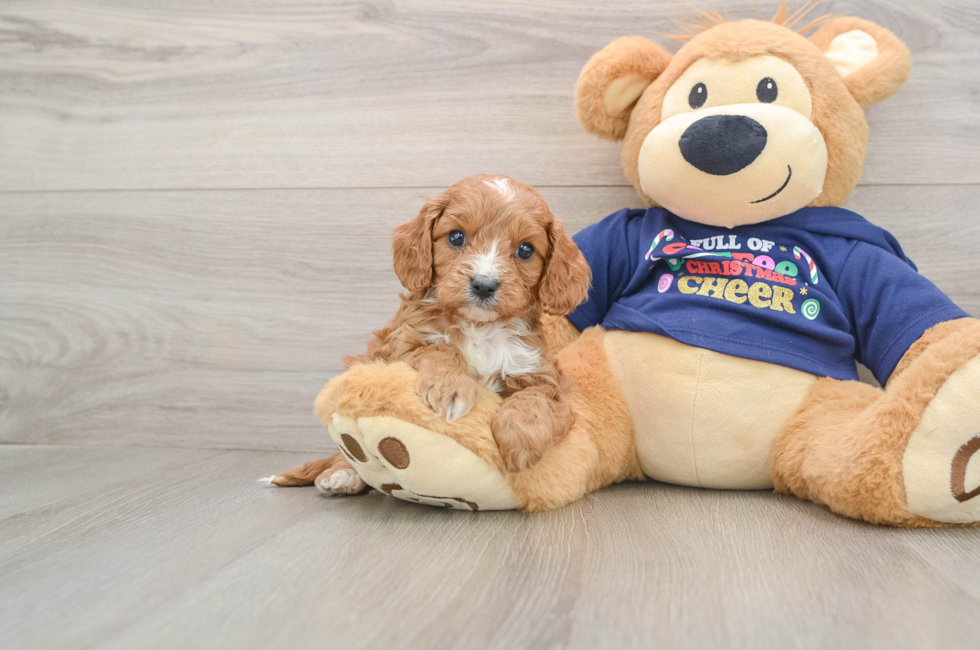 5 week old Cavapoo Puppy For Sale - Seaside Pups