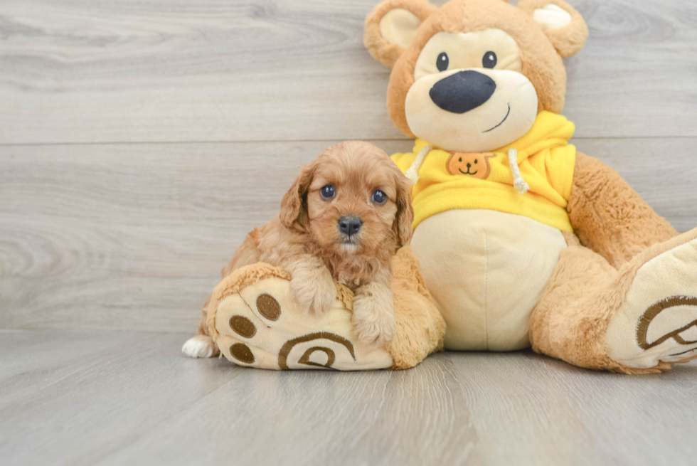 Energetic Cavoodle Poodle Mix Puppy