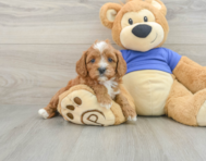 7 week old Cavapoo Puppy For Sale - Seaside Pups