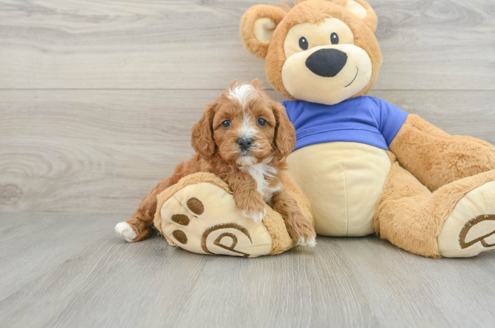 7 week old Cavapoo Puppy For Sale - Seaside Pups