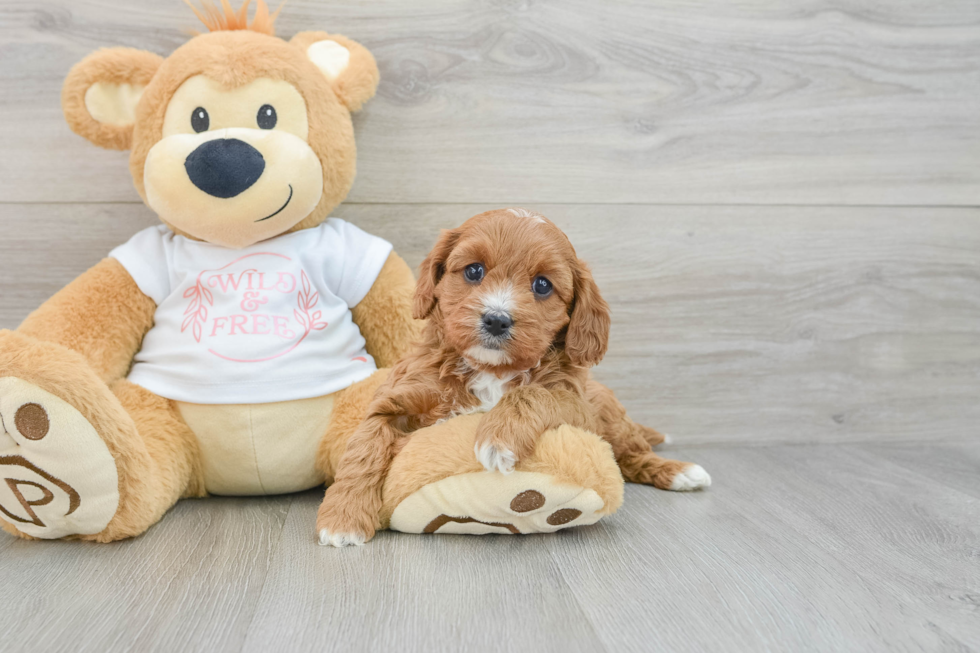 Cute Cavapoo Baby