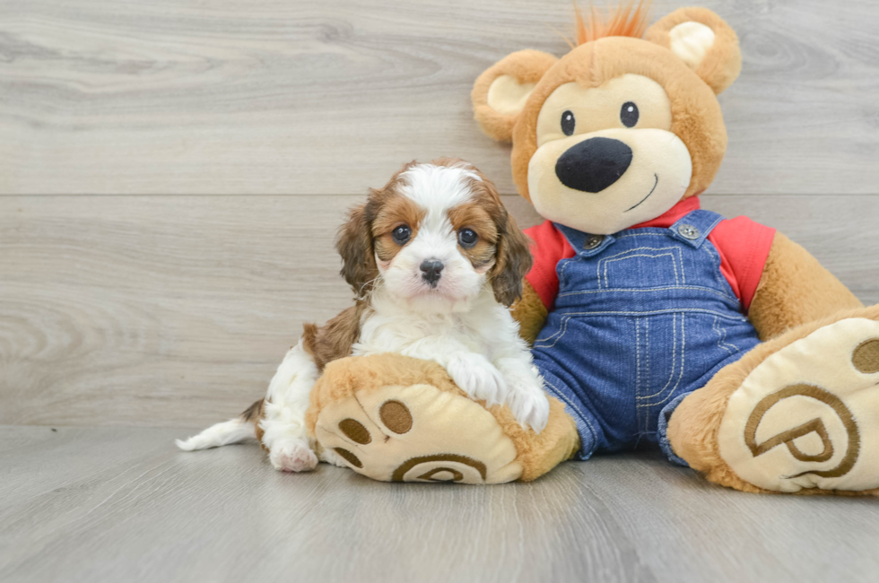 7 week old Cavapoo Puppy For Sale - Seaside Pups