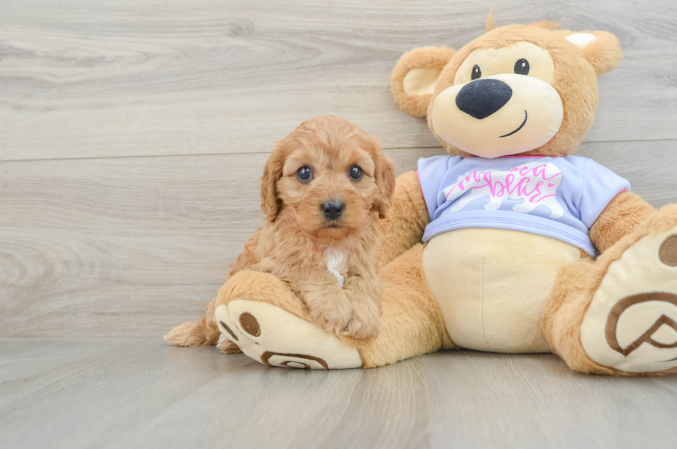 6 week old Cavapoo Puppy For Sale - Seaside Pups