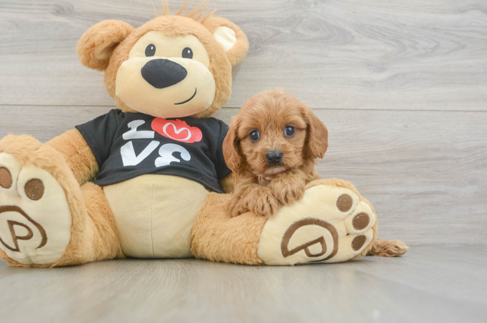 5 week old Cavapoo Puppy For Sale - Seaside Pups