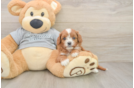 Sweet Cavapoo Baby