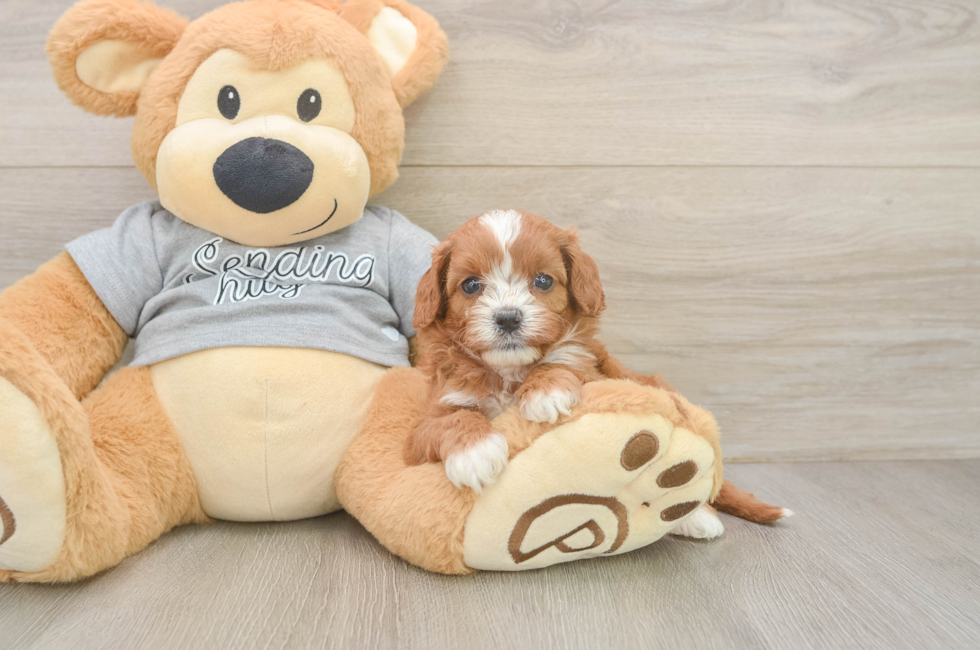 5 week old Cavapoo Puppy For Sale - Seaside Pups
