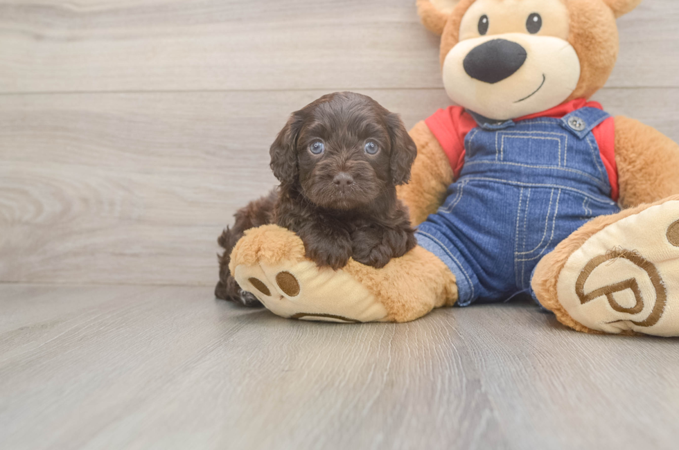 5 week old Cavapoo Puppy For Sale - Seaside Pups
