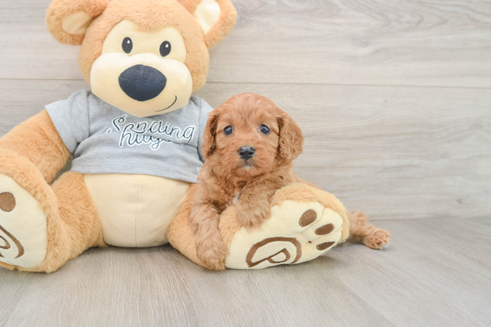 Cavapoo Puppy for Adoption