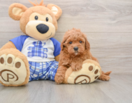 8 week old Cavapoo Puppy For Sale - Seaside Pups