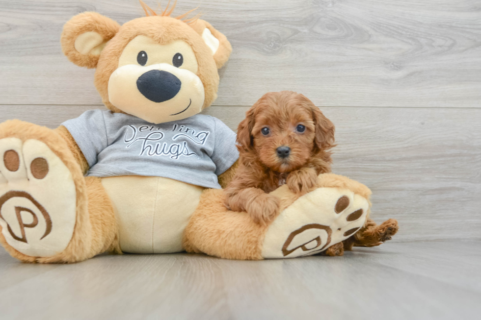 Friendly Cavapoo Baby