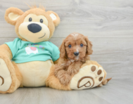 8 week old Cavapoo Puppy For Sale - Seaside Pups