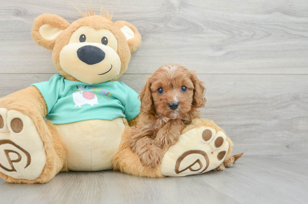 7 week old Cavapoo Puppy For Sale - Seaside Pups