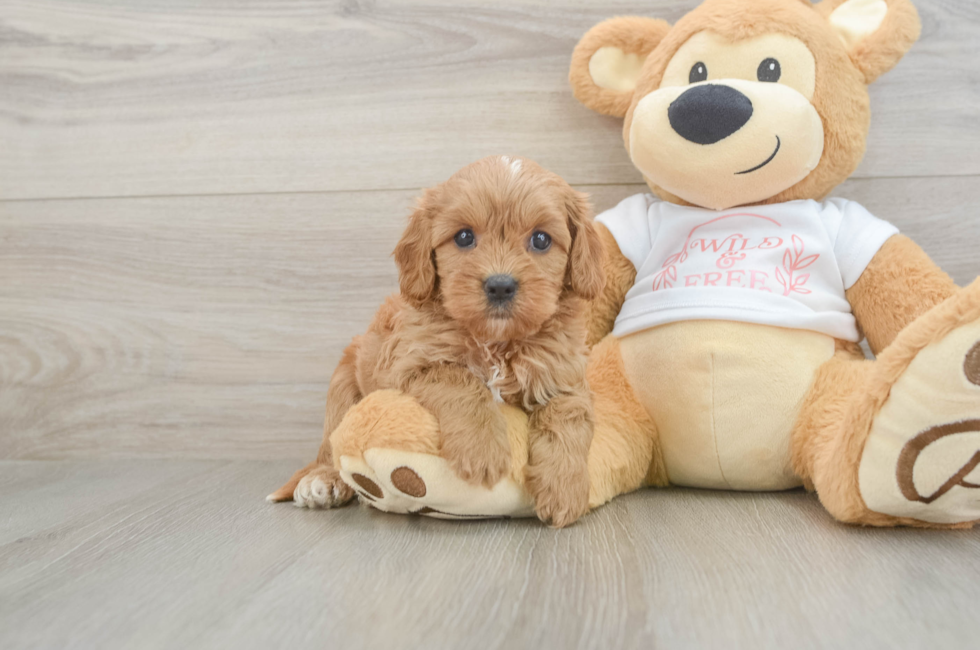 6 week old Cavapoo Puppy For Sale - Seaside Pups