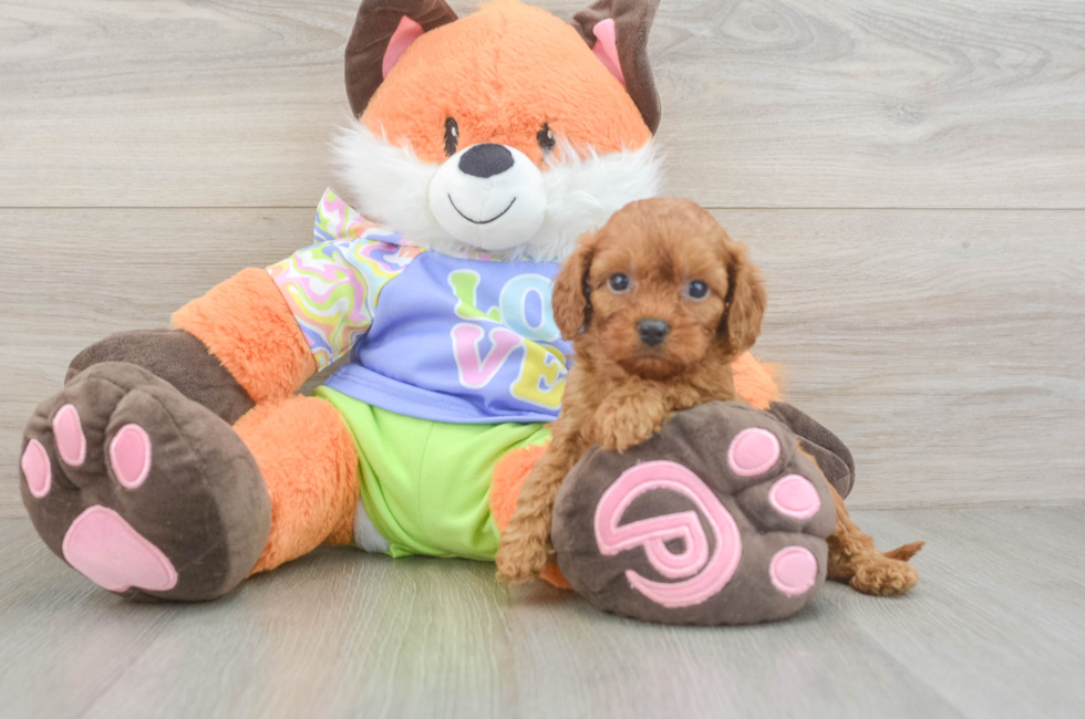 5 week old Cavapoo Puppy For Sale - Seaside Pups
