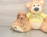 9 week old Cavapoo Puppy For Sale - Seaside Pups