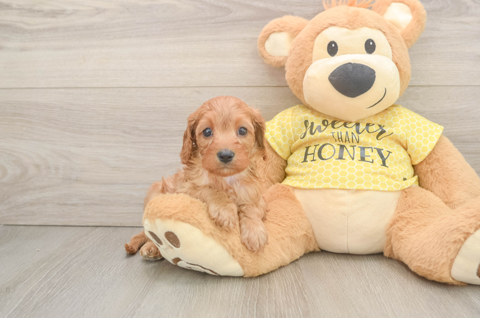 6 week old Cavapoo Puppy For Sale - Seaside Pups