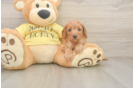 Cavapoo Pup Being Cute