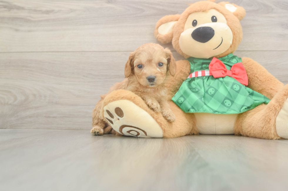 5 week old Cavapoo Puppy For Sale - Seaside Pups