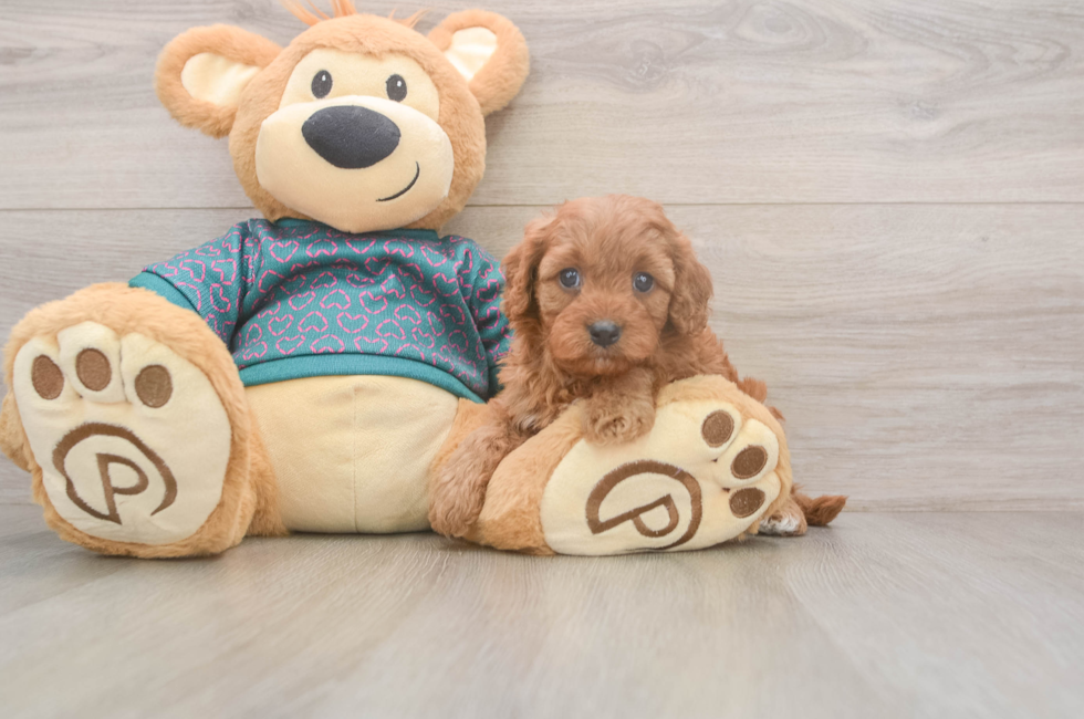 5 week old Cavapoo Puppy For Sale - Seaside Pups