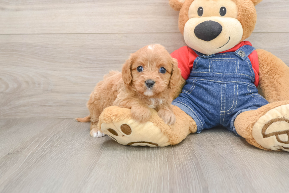 Fluffy Cavapoo Poodle Mix Pup