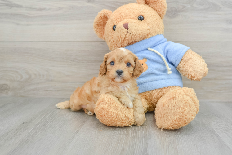 Cavapoo Pup Being Cute