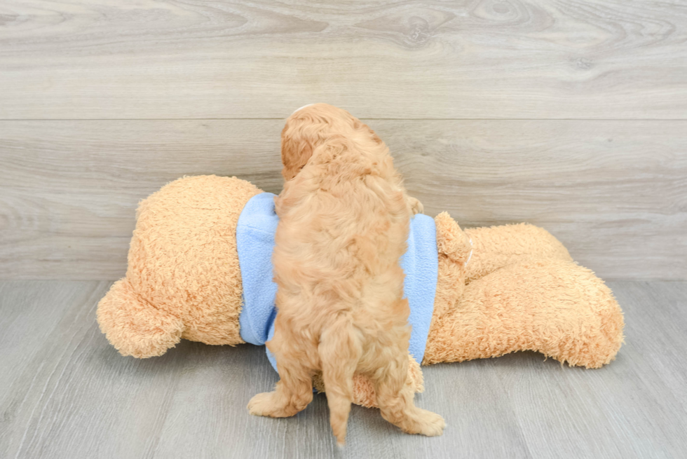 Cavapoo Puppy for Adoption