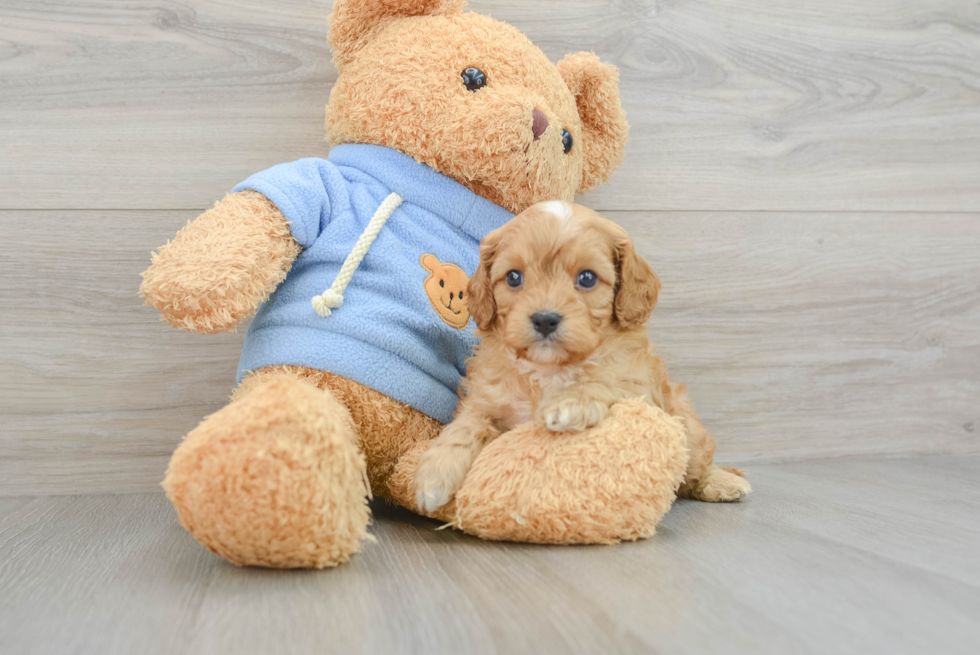 Cavapoo Puppy for Adoption