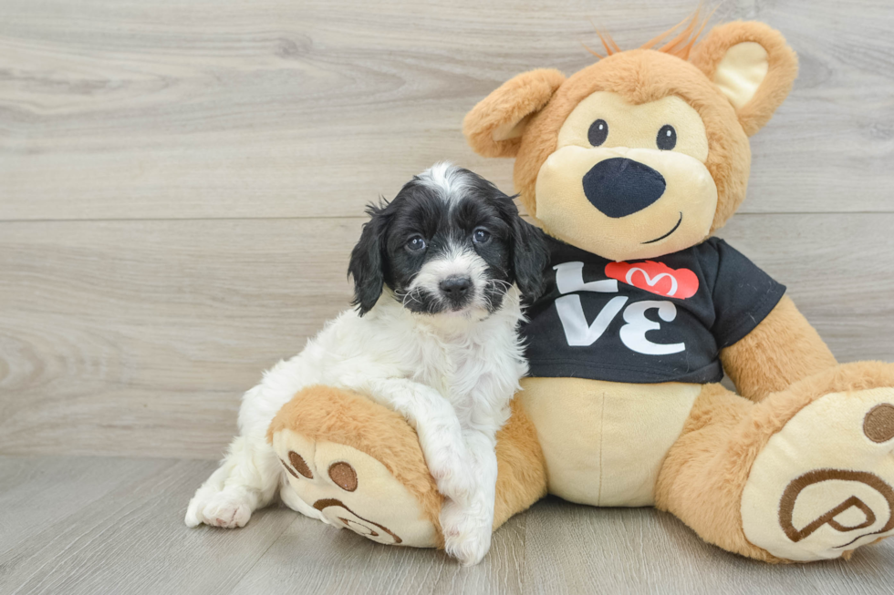 Cavapoo Pup Being Cute