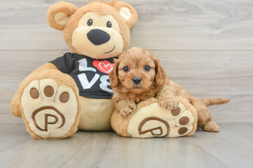 5 week old Cavapoo Puppy For Sale - Seaside Pups
