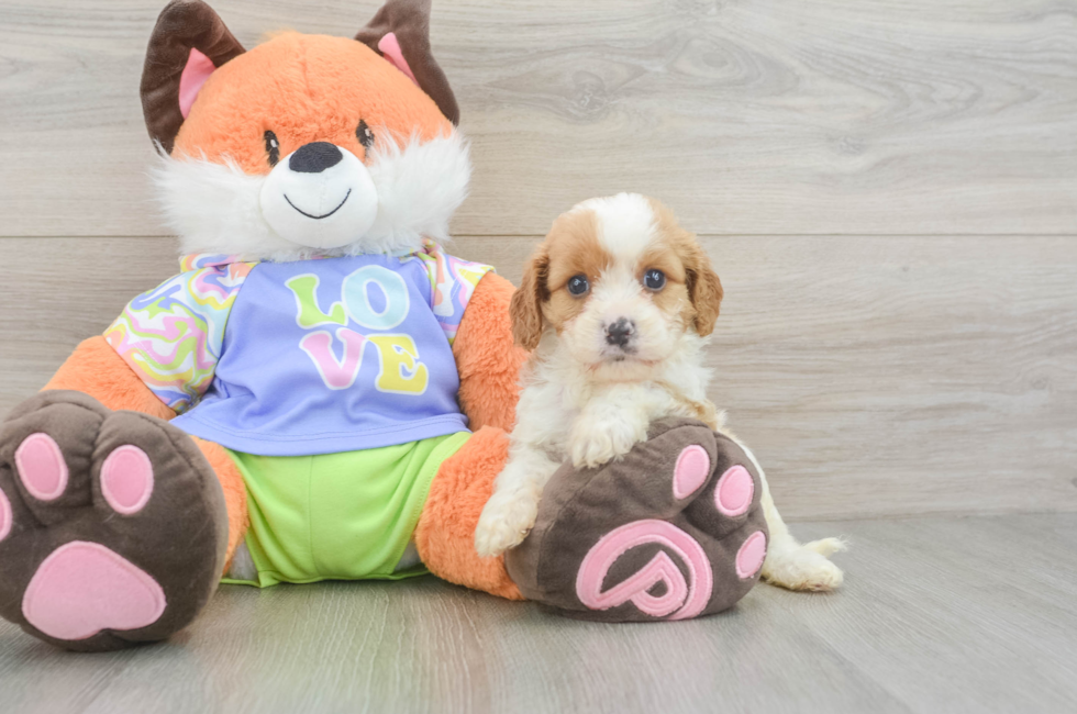 5 week old Cavapoo Puppy For Sale - Seaside Pups