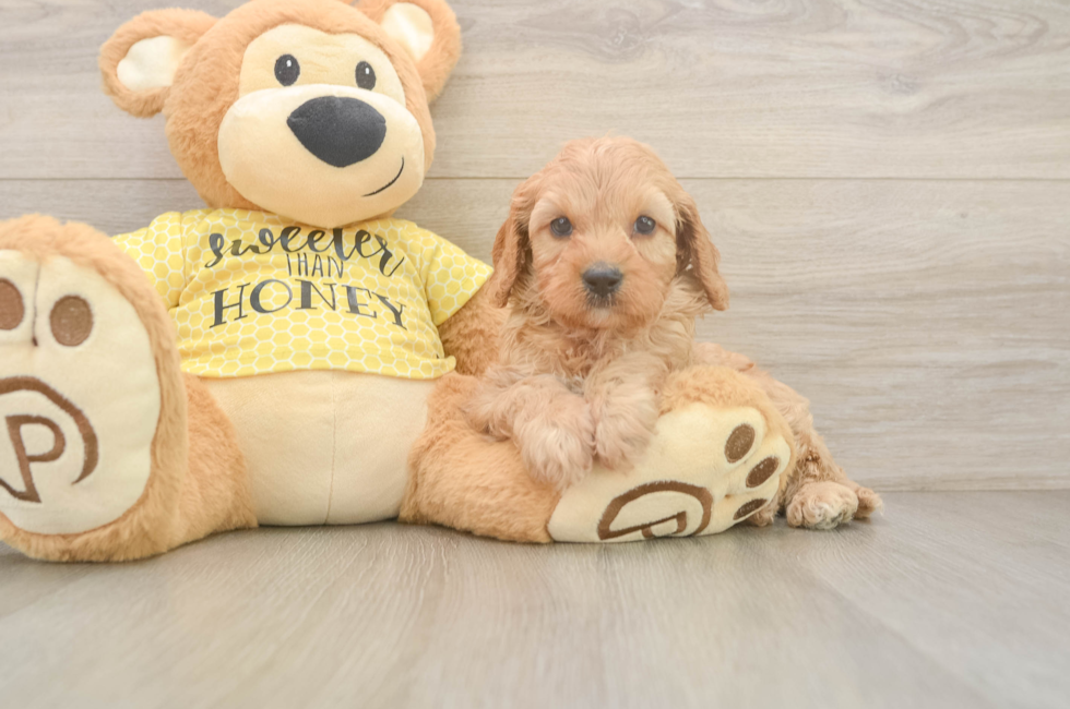 6 week old Cavapoo Puppy For Sale - Seaside Pups