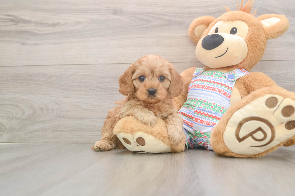 5 week old Cavapoo Puppy For Sale - Seaside Pups