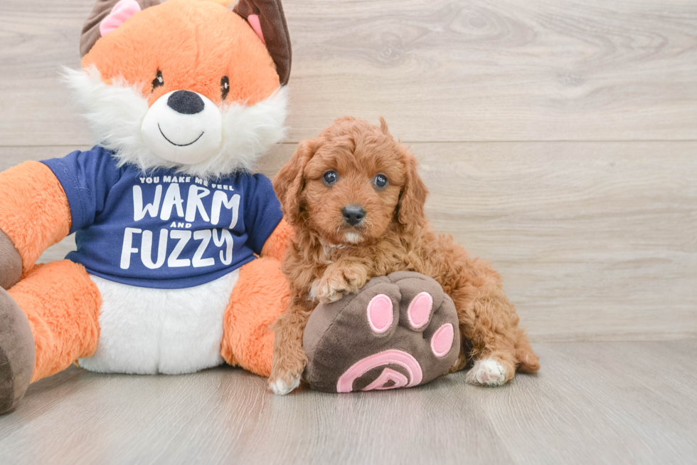 Energetic Cavoodle Poodle Mix Puppy