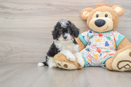 Petite Cavapoo Poodle Mix Pup