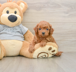 8 week old Cavapoo Puppy For Sale - Seaside Pups