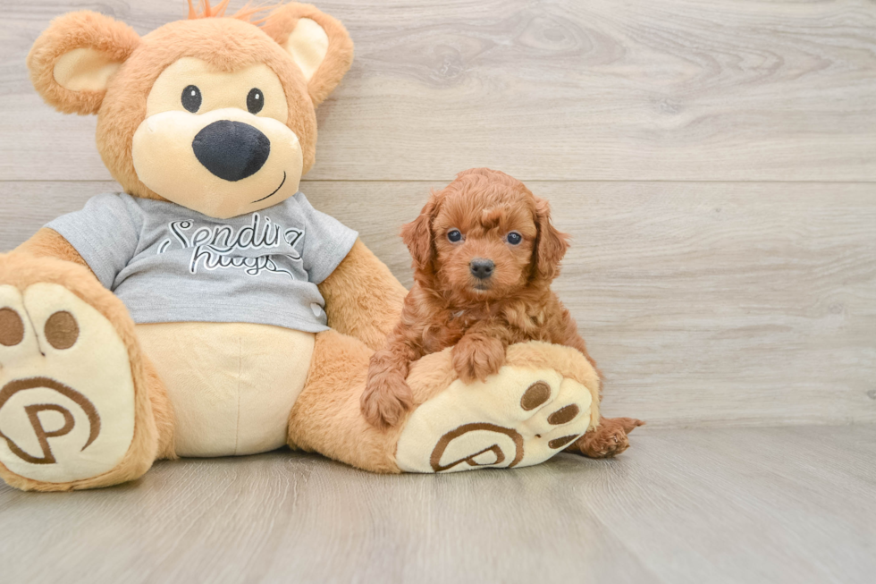 Little Cavipoo Poodle Mix Puppy