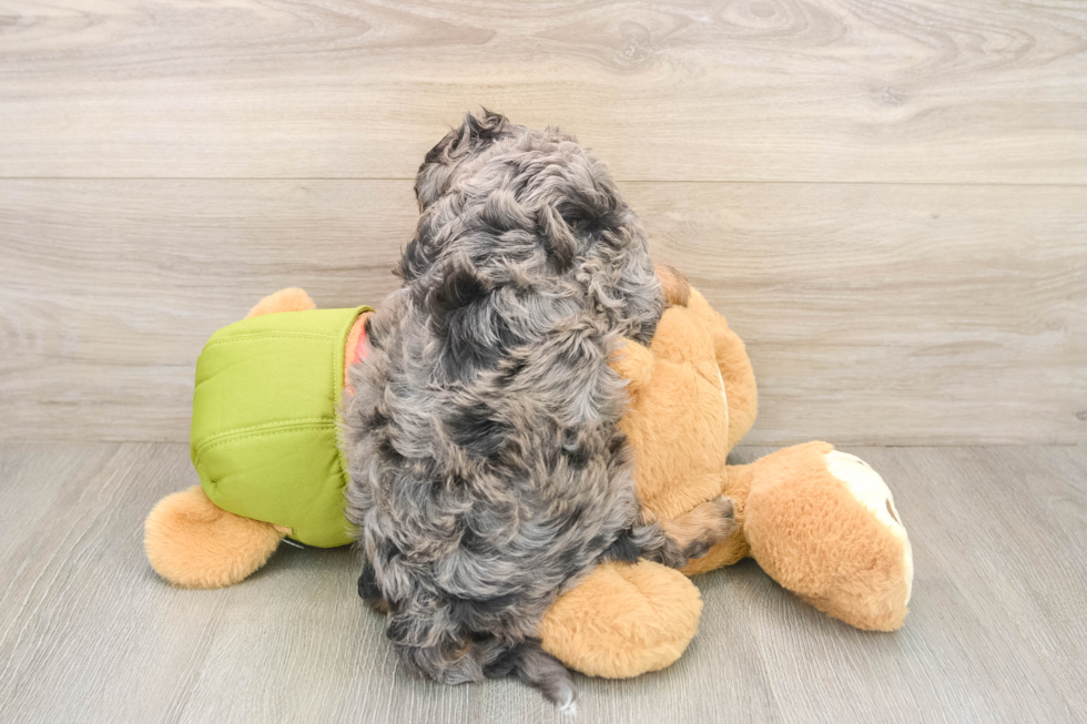 Petite Cavapoo Poodle Mix Pup