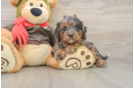 Best Cavapoo Baby