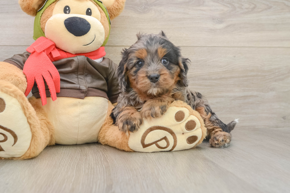 Best Cavapoo Baby