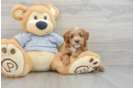 Cavapoo Puppy for Adoption